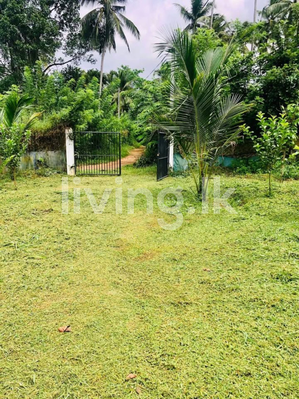 ගම්පහ දිවුලපිටිය කුඩගම්මන ඉඩම විකිනීමට