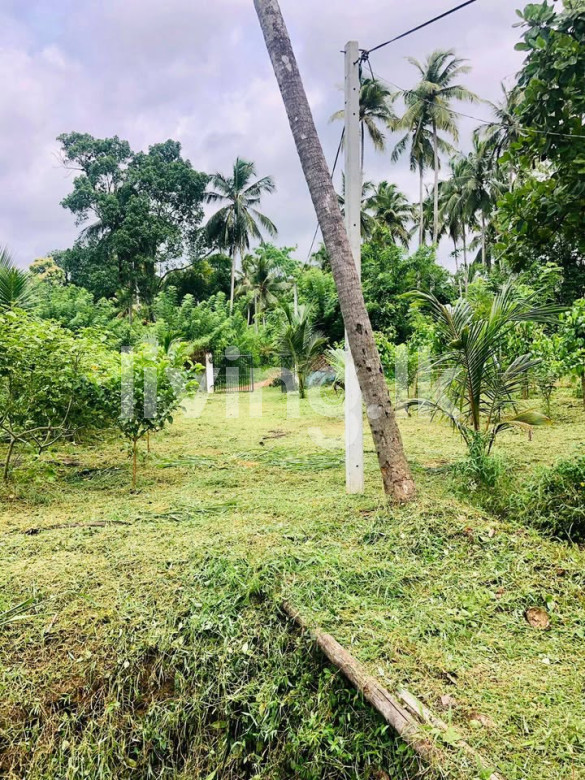 ගම්පහ දිවුලපිටිය කුඩගම්මන ඉඩම විකිනීමට