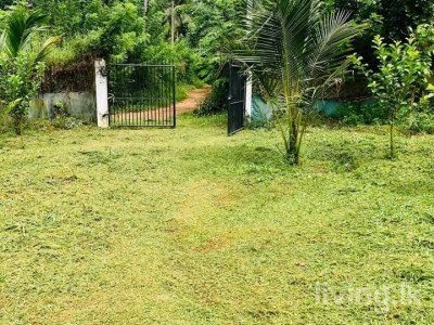 ගම්පහ දිවුලපිටිය කුඩගම්මන ඉඩම විකිනීමට