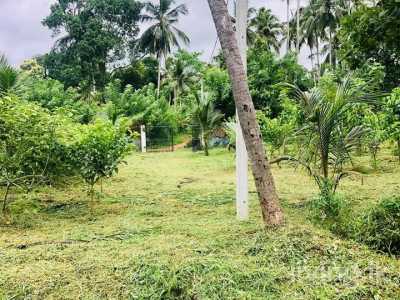 ගම්පහ දිවුලපිටිය කුඩගම්මන ඉඩම විකිනීමට